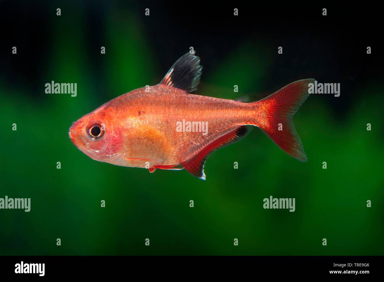 Red Minor tetra, Serpa tetra (Hyphessobrycon eques), swimming, side view Stock Photo