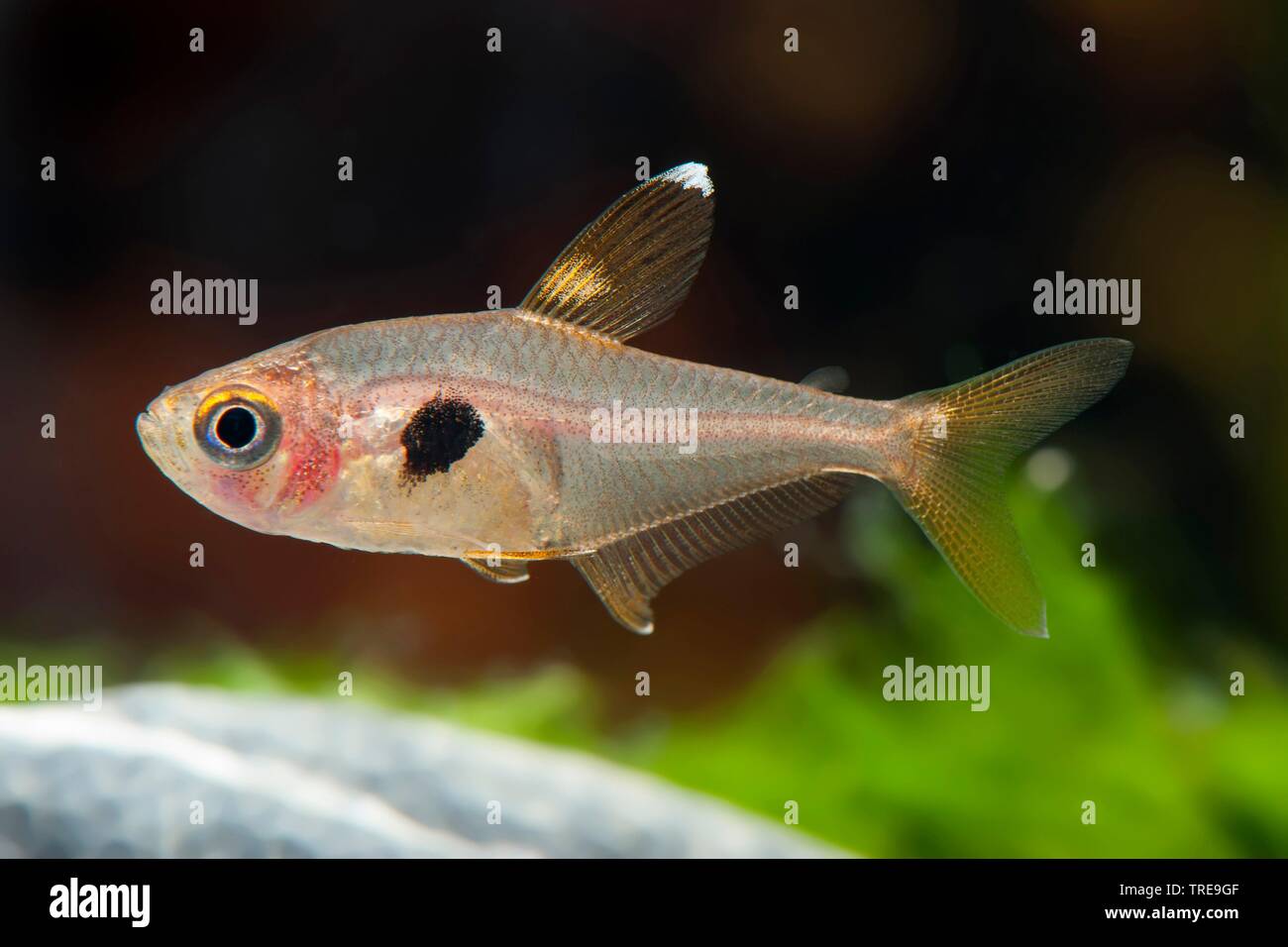 Red phantom tetra (Hyphessobrycon sweglesi, Megalamphodus sweglesi), swimming, side view Stock Photo