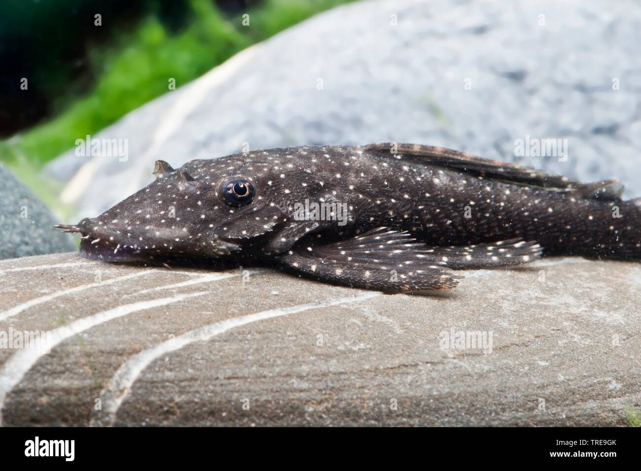 Bristlemouth Catfish (Ancistrus spec.), lying on a stone Stock Photo