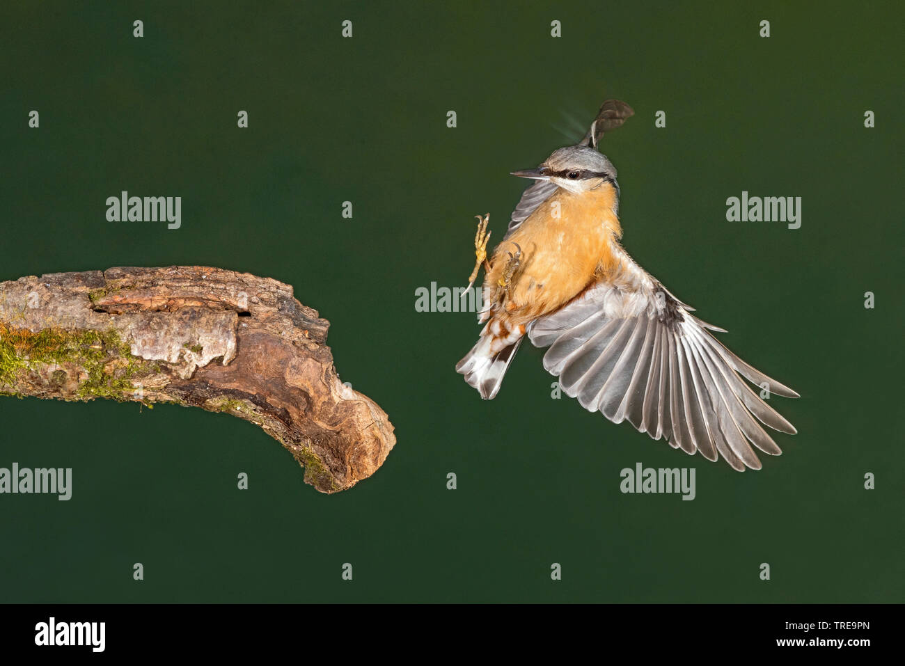 Eurasian nuthatch (Sitta europaea), approaching a branch, Italy Stock Photo