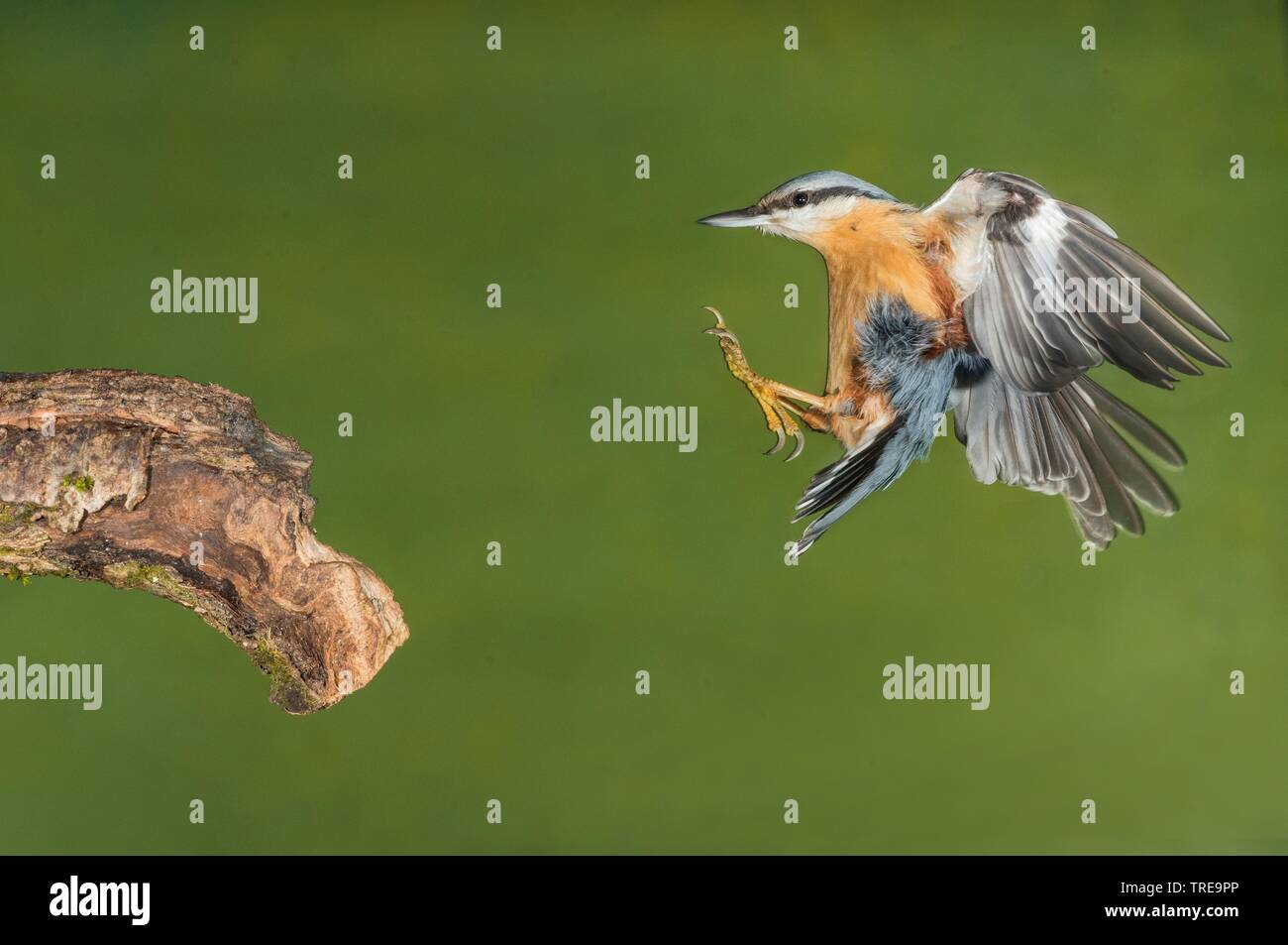 Eurasian nuthatch (Sitta europaea), approaching a branch, Italy Stock Photo