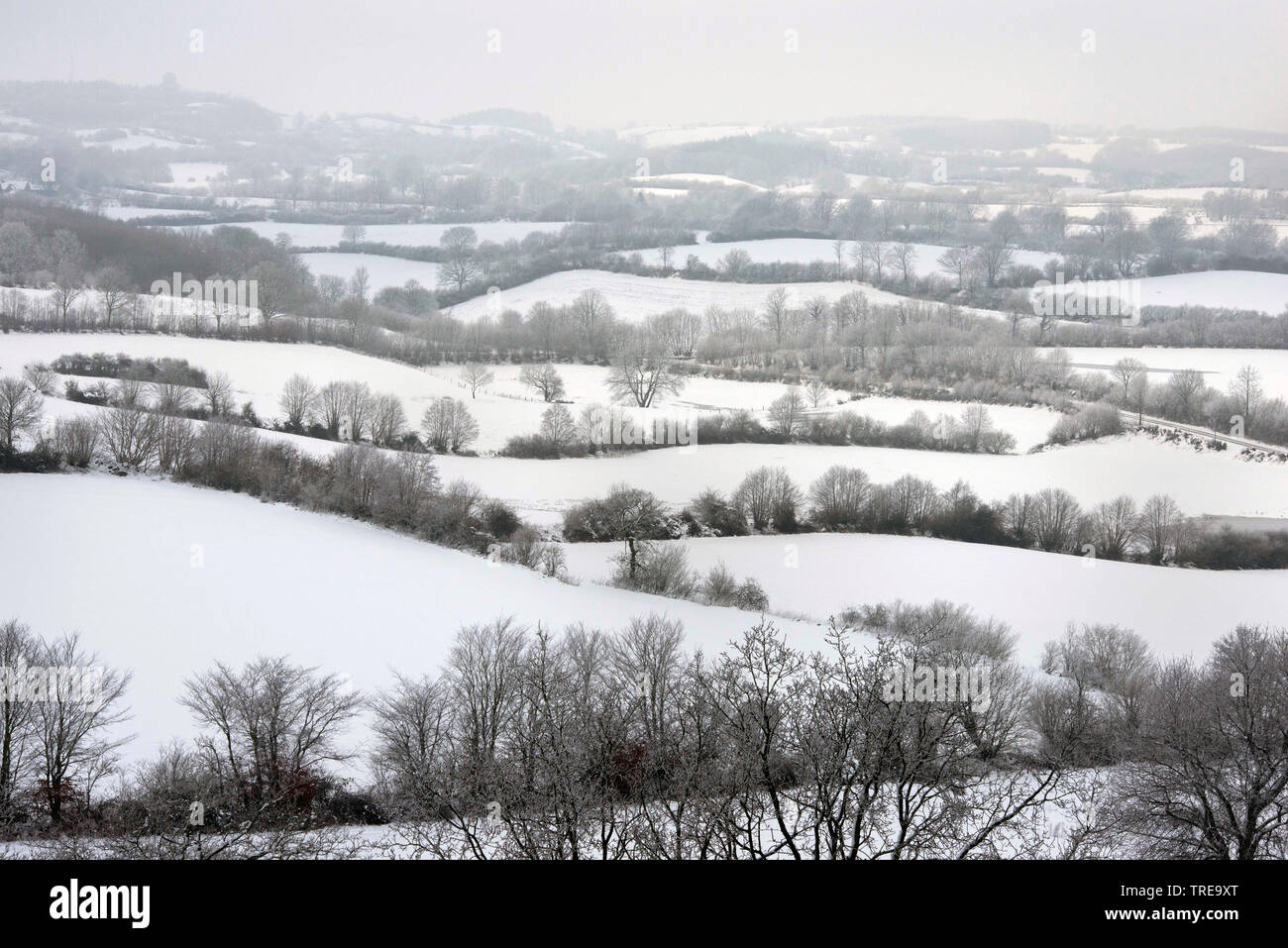 hedge bank landscape in the Huettener Berge in Winter, Germany, Schleswig-Holstein Stock Photo