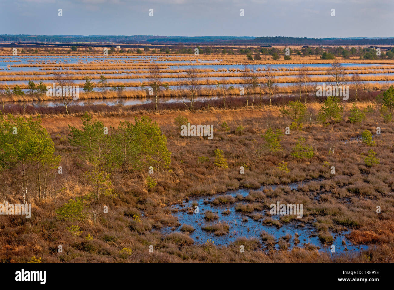 rewetting in a former peat cutting mire in Huvenhoopsmoor, Germany, Lower Saxony Stock Photo