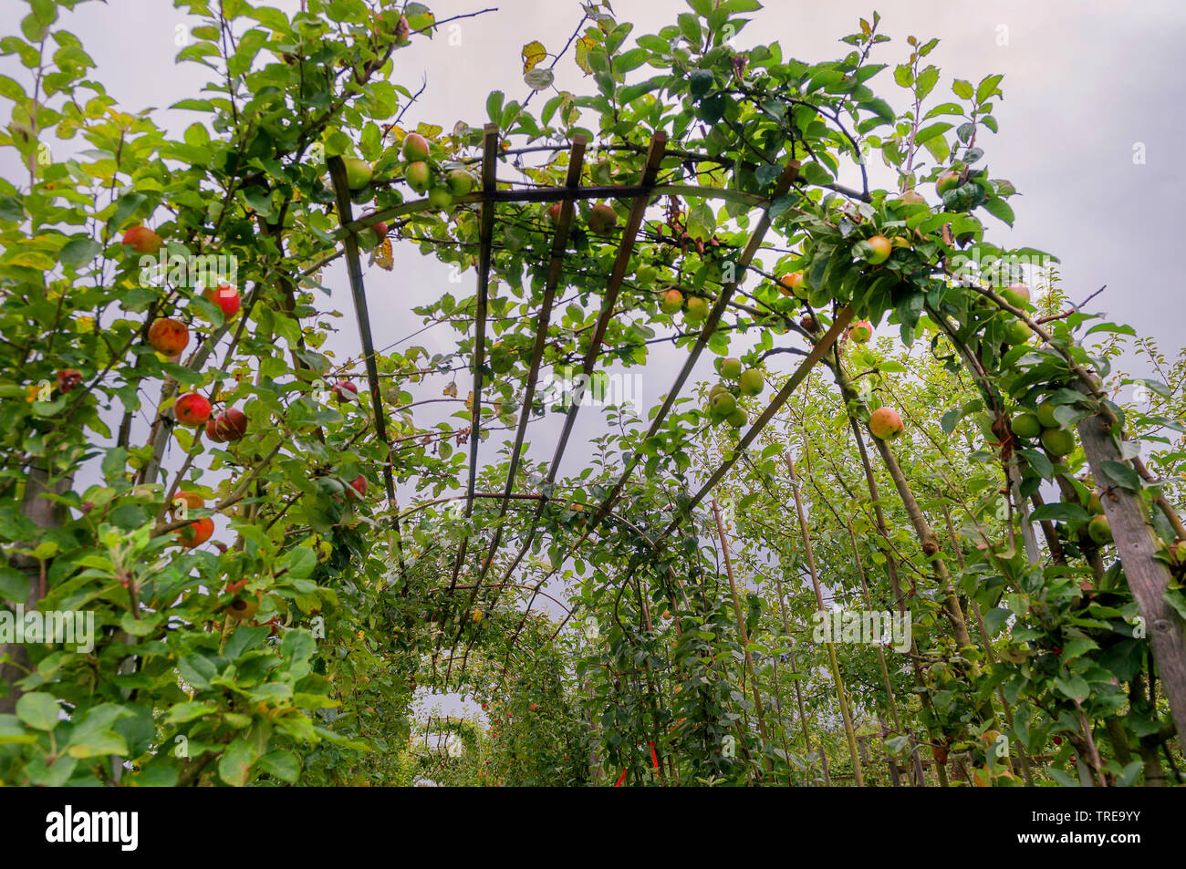 Apples of Kultur