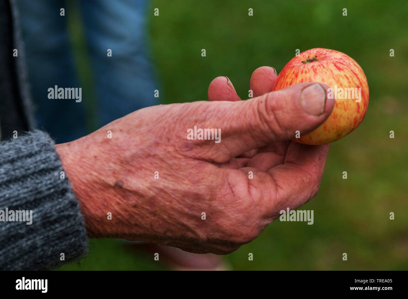 different apple cultivars are presented, Germany, Schleswig-Holstein Stock Photo