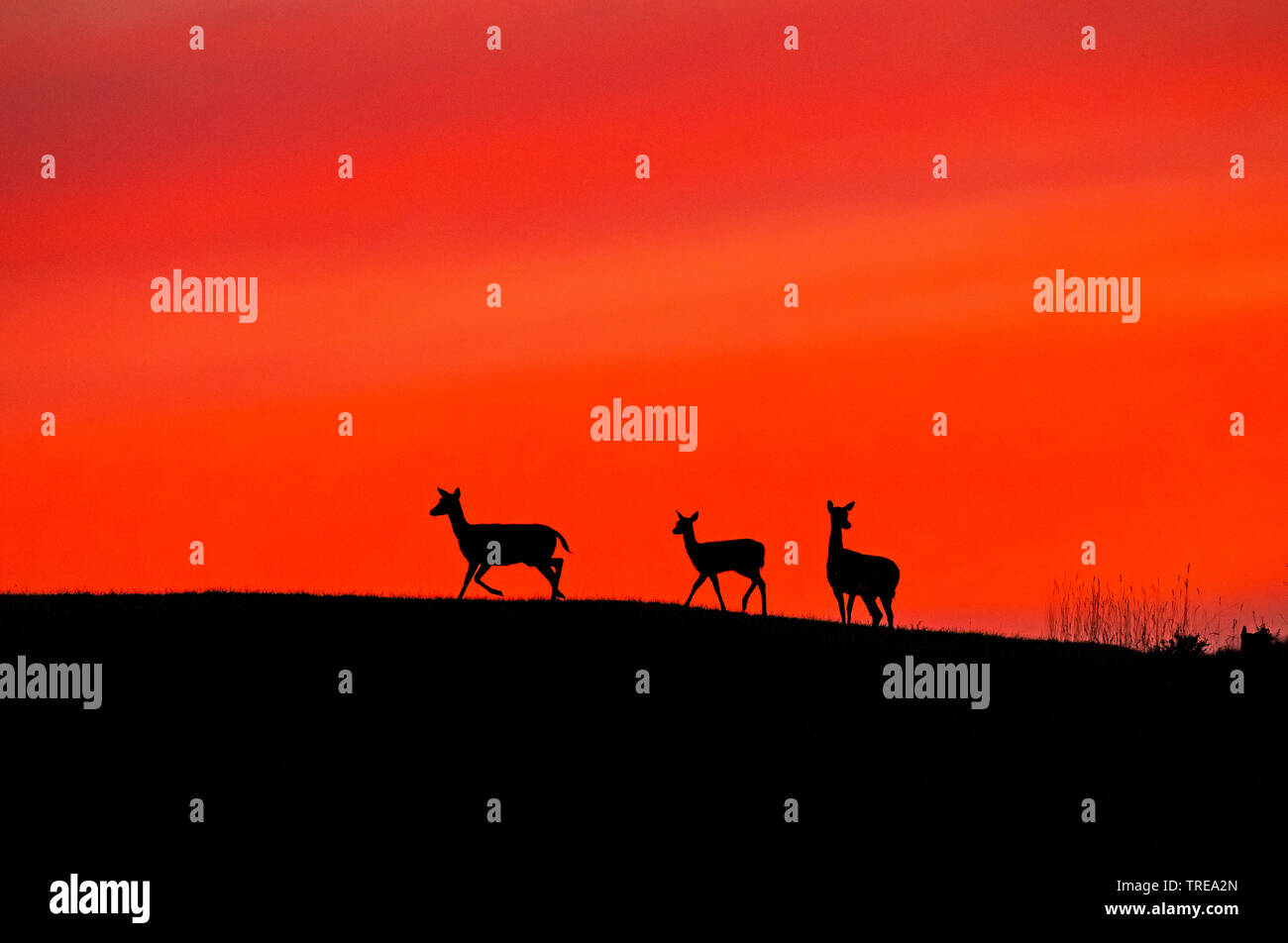 red deer (Cervus elaphus), females at sunset, Italy Stock Photo