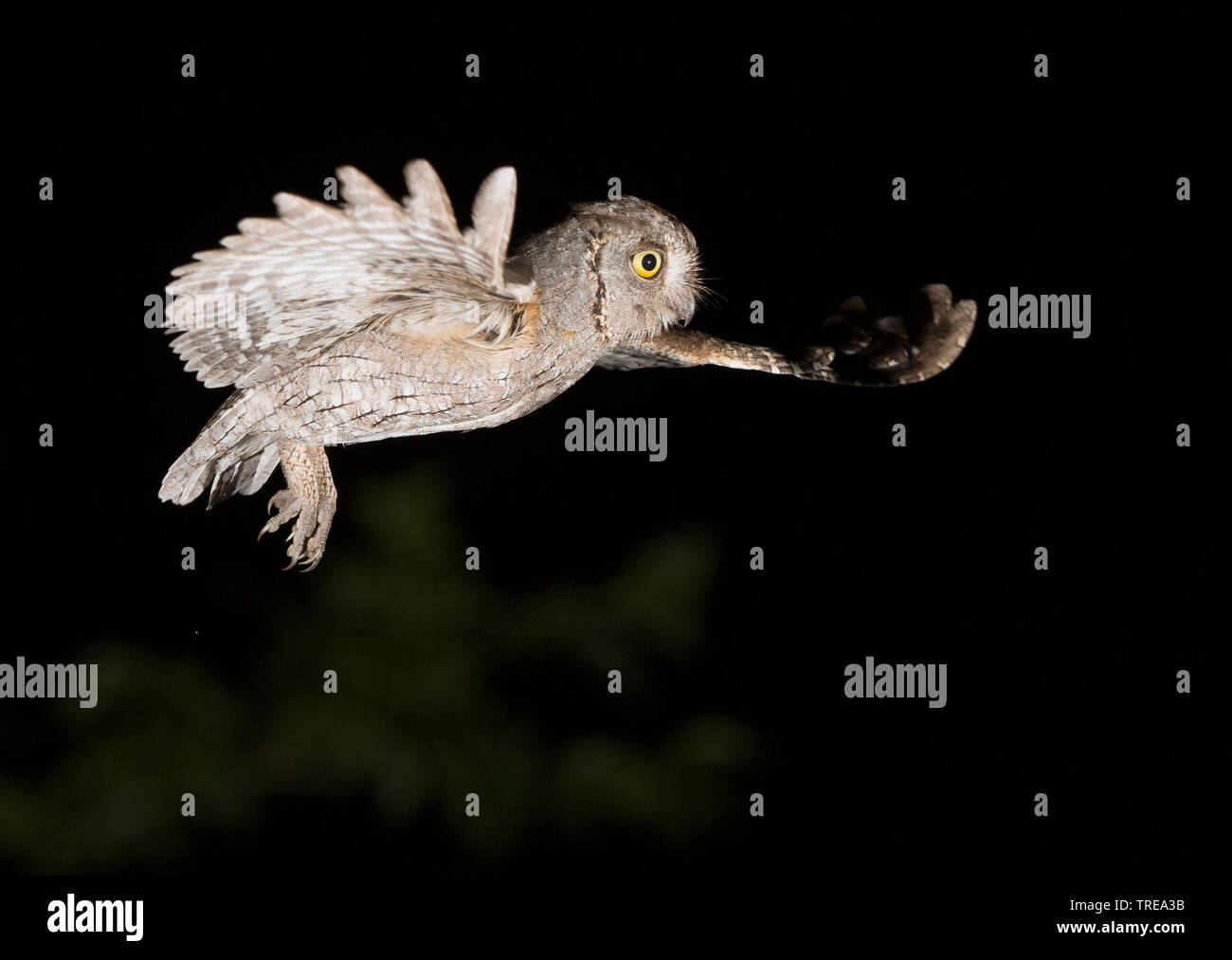Eurasian scops owl (Otus scops), in flight during the night, Italy Stock Photo