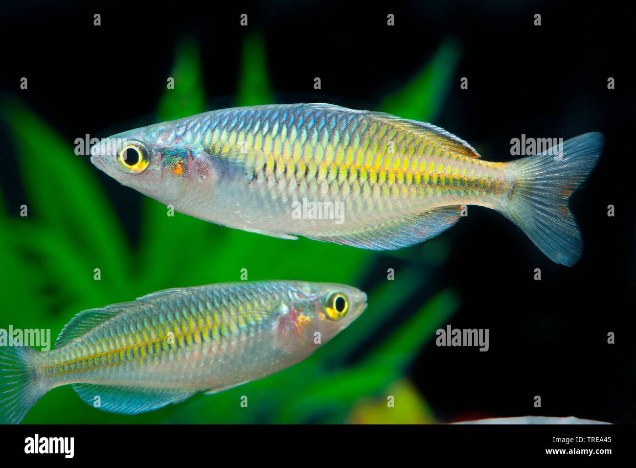 Boeseman's rainbowfish, Boesemani rainbowfish (Melanotaenia boesemani), swimming, side view Stock Photo