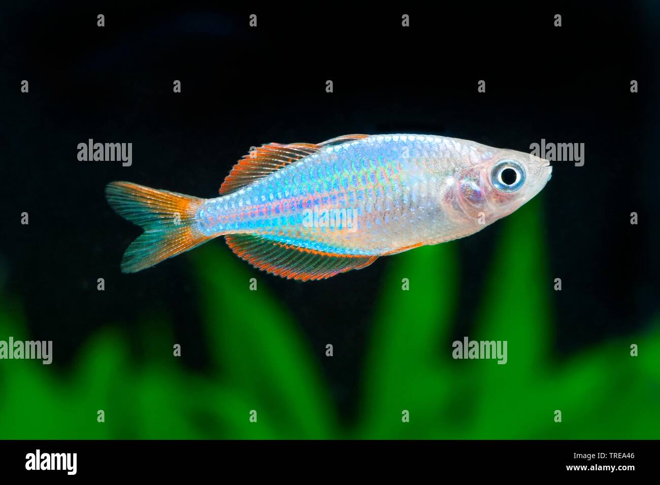 Dwarf rainbowfish, Neon rainbow (Melanotaenia praecox), swimming, side view Stock Photo