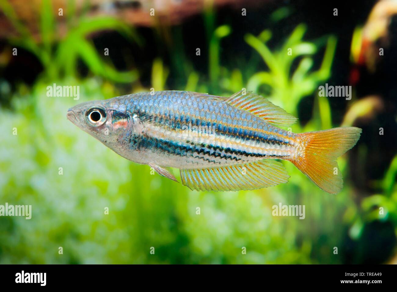 Dwarf Rainbowfish, Dwarf Australian Rainbowfish (Melanotaenia maccullochi), swimming, side view Stock Photo