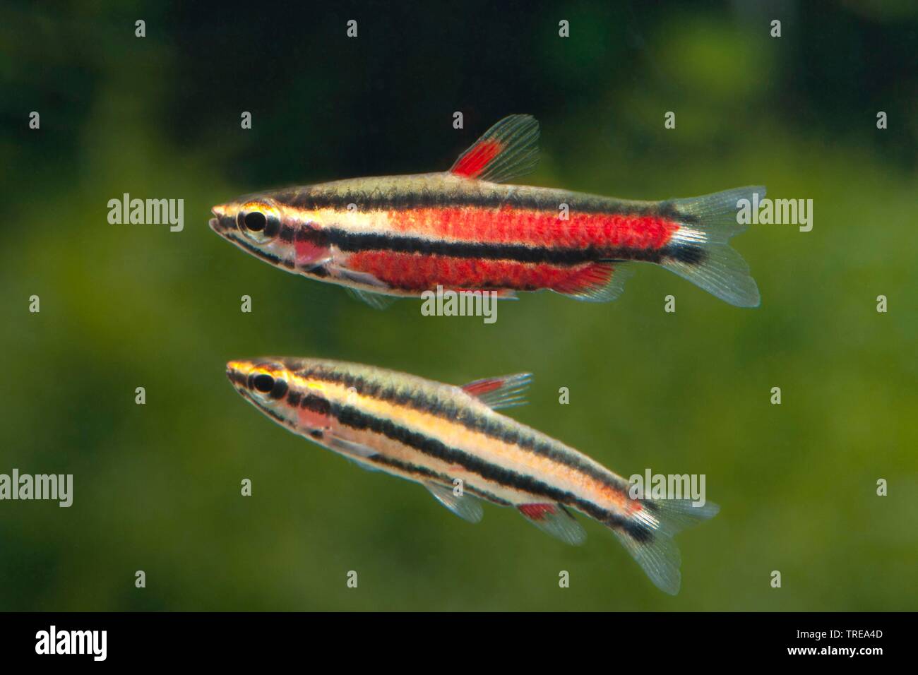 Dwarf pencilfish (Nannostomus marginatus), two swimming dwarf pencilfishes, side view Stock Photo