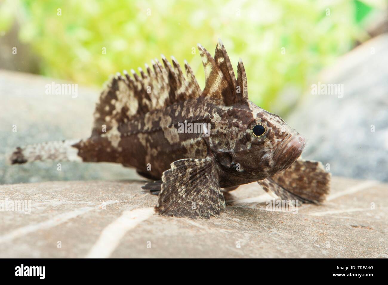 leaf goblinfish (Neovespicula depressifrons), on a stone under water, side view Stock Photo