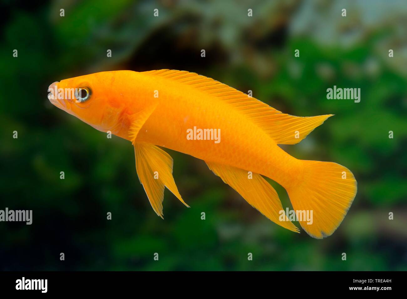 Lemon Ciclid, Tanganjika-Gold-Cichlid (Neolamprologus leleupi, Lamprologus leleupi), breeding form Top Orange Stock Photo