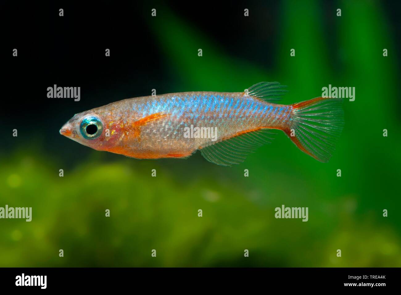 Neon Ricefish, Daisy's Ricefish (Oryzias woworae Blue Daisy), breeding form Blue Daisy Stock Photo