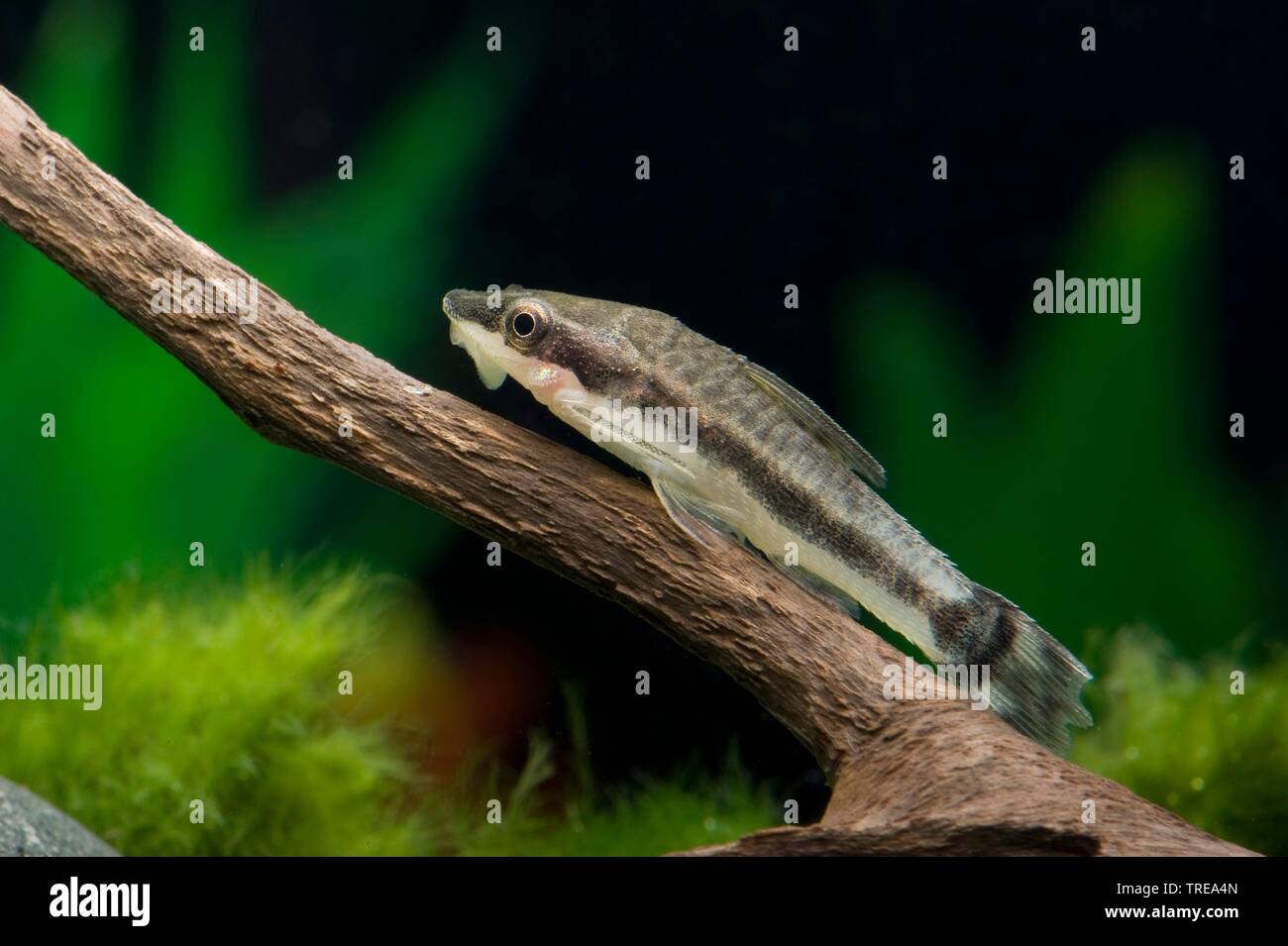 Sucker catfish (Otocinclus affinis), side view Stock Photo