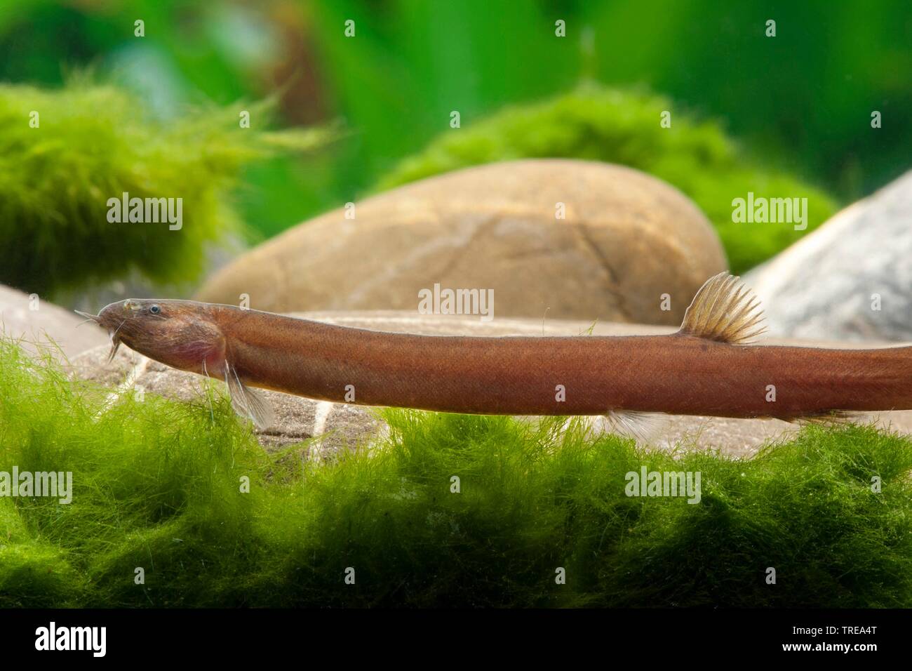 Cinnamon Loach (Pangio pangia), side view Stock Photo