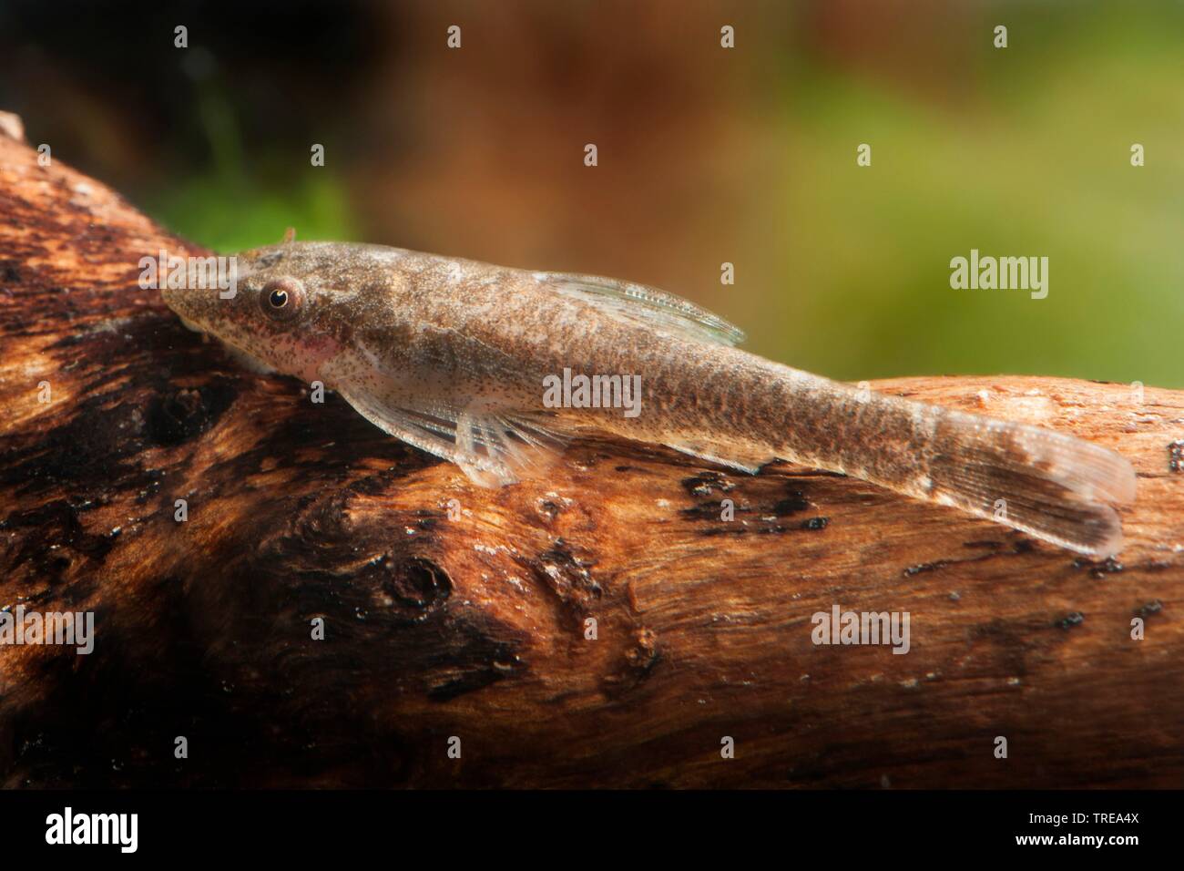 Brown Sucker Catfish Otothyropsis Piribebuy On Dead Wood Stock