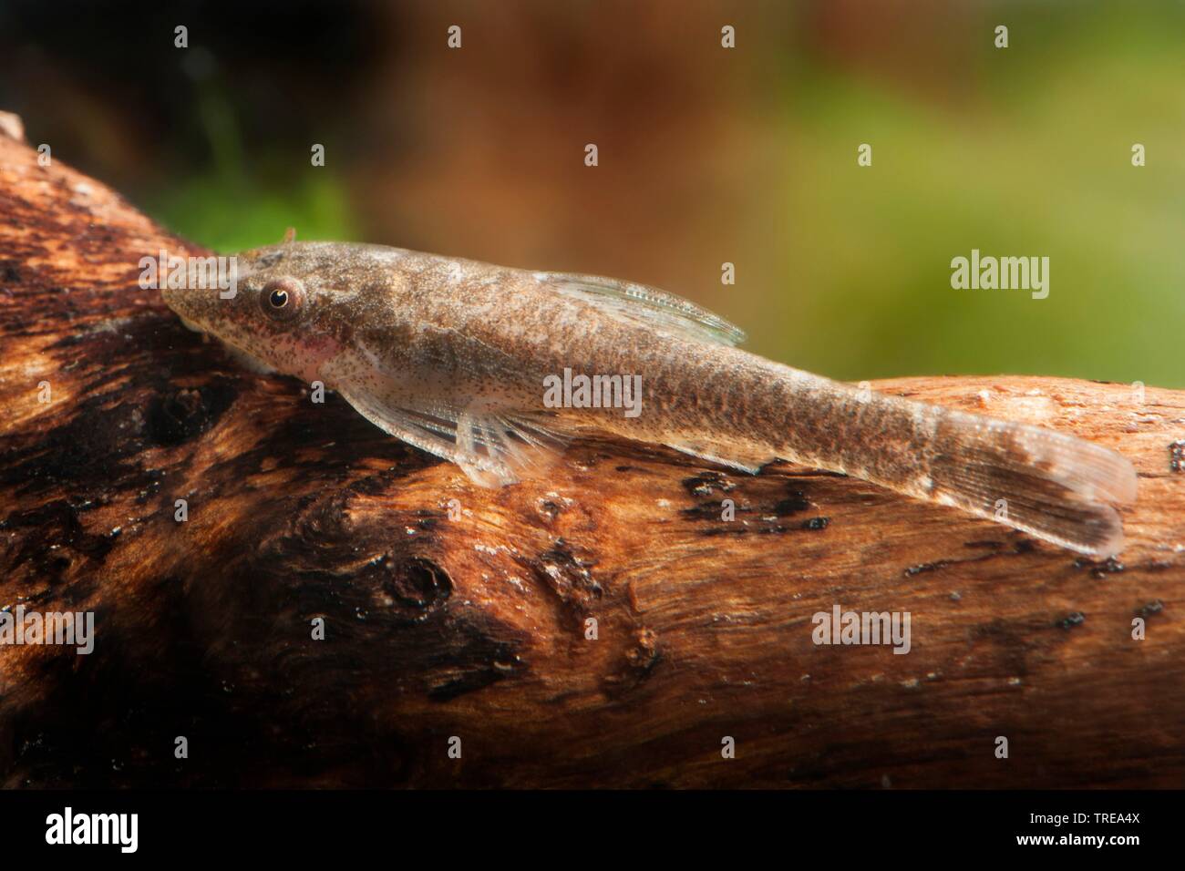 Brown sucker catfish (Otothyropsis piribebuy), on dead wood Stock Photo