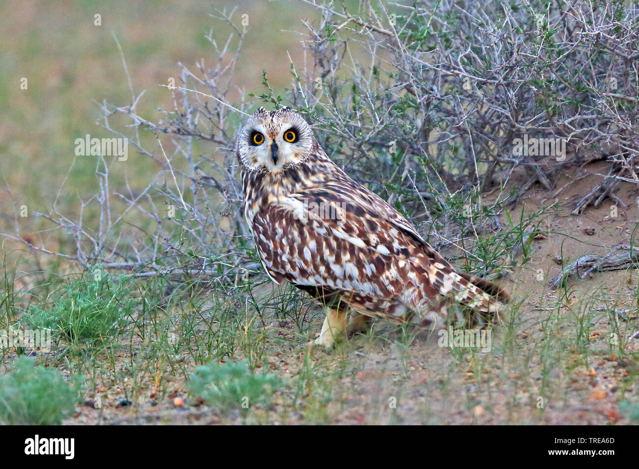 short-eared owl (Asio flammeus), resting on the groud, Uzbekistan Stock Photo