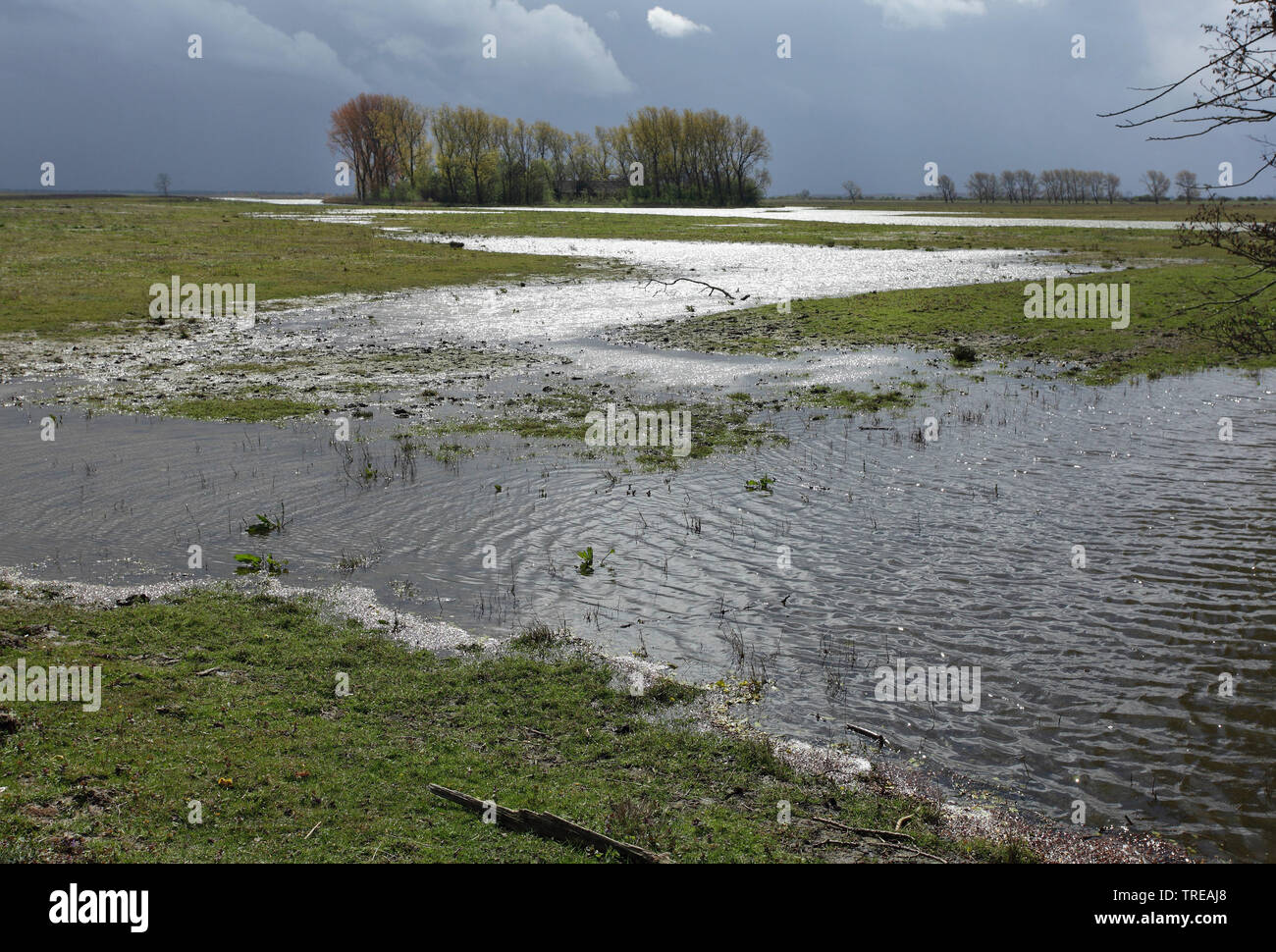 flooding after rain, Netherlands, South Holland, Tiengemeten, Hoeksche Waard Stock Photo