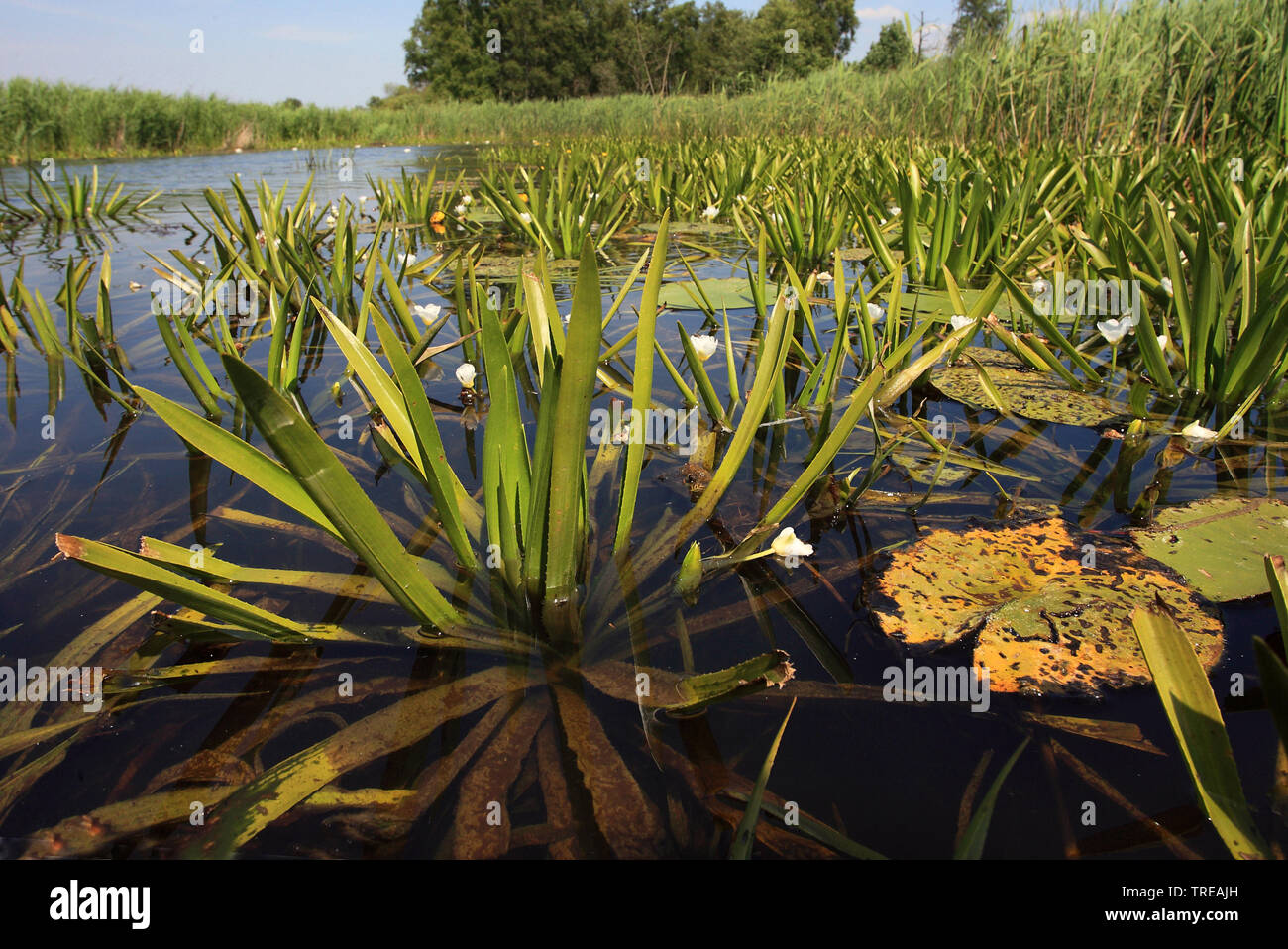 crab's-claw, water-soldier (Stratiotes aloides), blooming, Netherlands, Overijssel, Weerribben-Wieden National Park Stock Photo