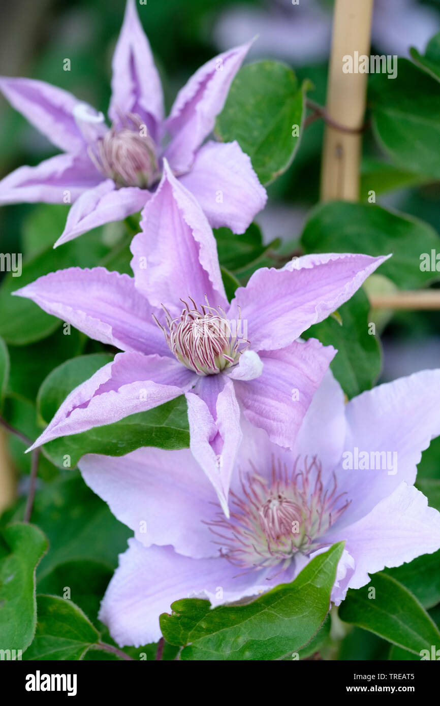 Clematis Filigree 'Evipo025' miniature clematis with silvery-blue/pale lilac flowers Stock Photo