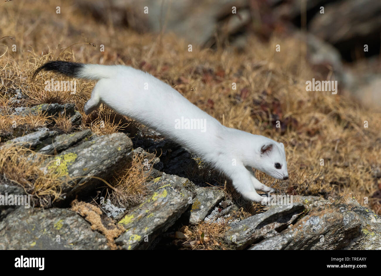 Ermine, Stoat, Short-tailed weasel (Mustela erminea), jumping in winter fur  over stones, side view, Italy Stock Photo - Alamy