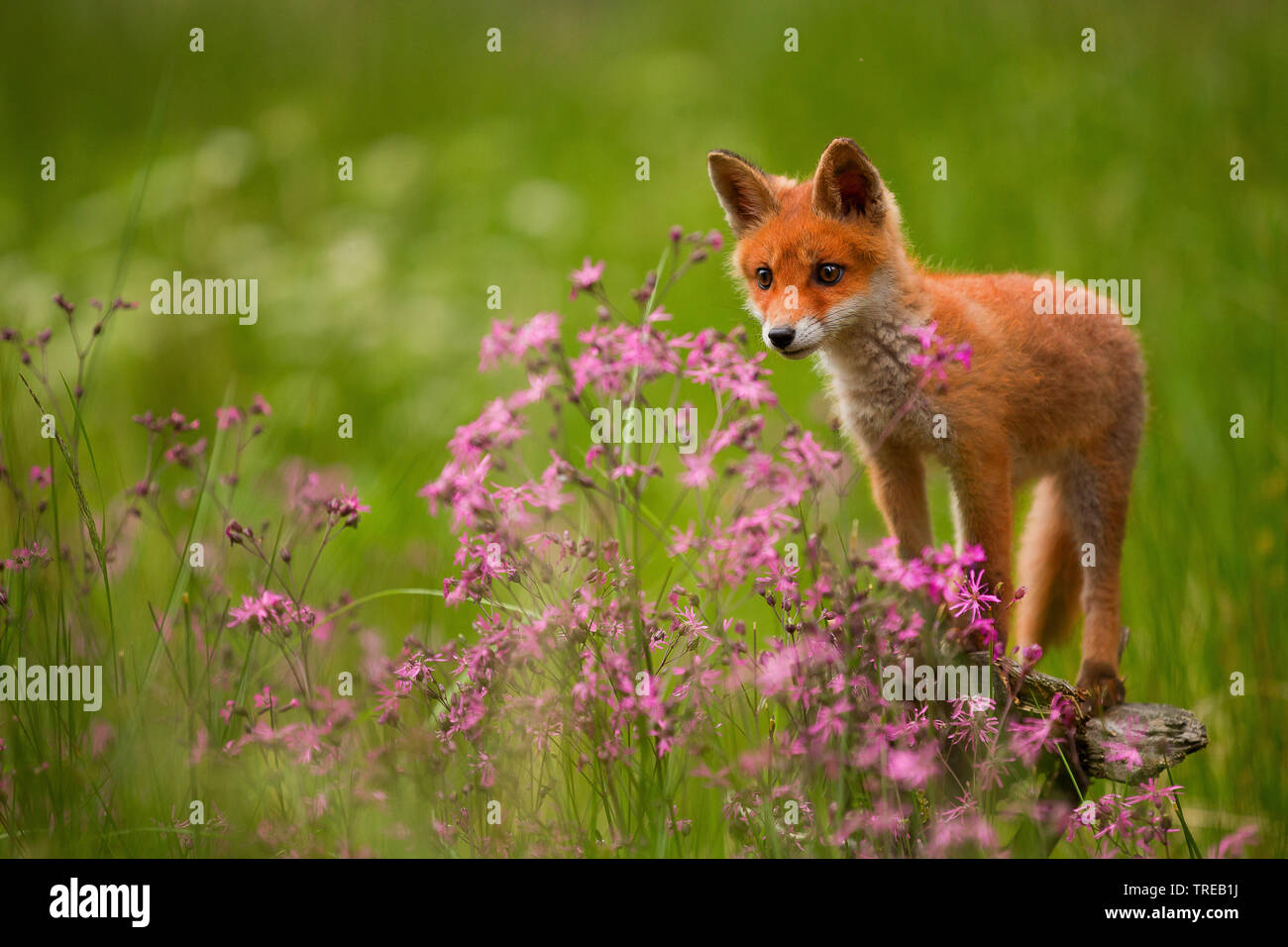 red fox (Vulpes vulpes), puppy with Ragged-Robins, Czech Republic Stock Photo