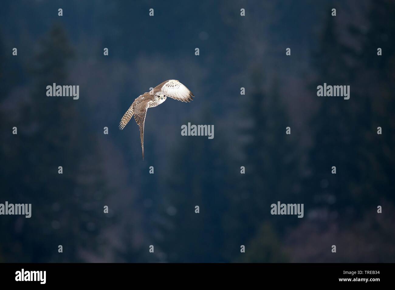 gyr falcon (Falco rusticolus), in flight, Czech Republic Stock Photo