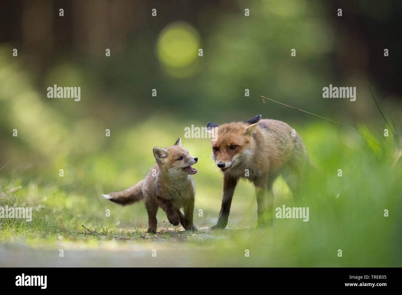 red fox (Vulpes vulpes), parent with puppy, Czech Republic Stock Photo