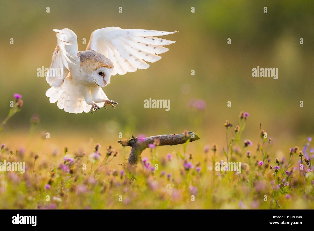 Barn owl (Tyto alba), approaching a branch in a blooming meadow, Czech Republic Stock Photo