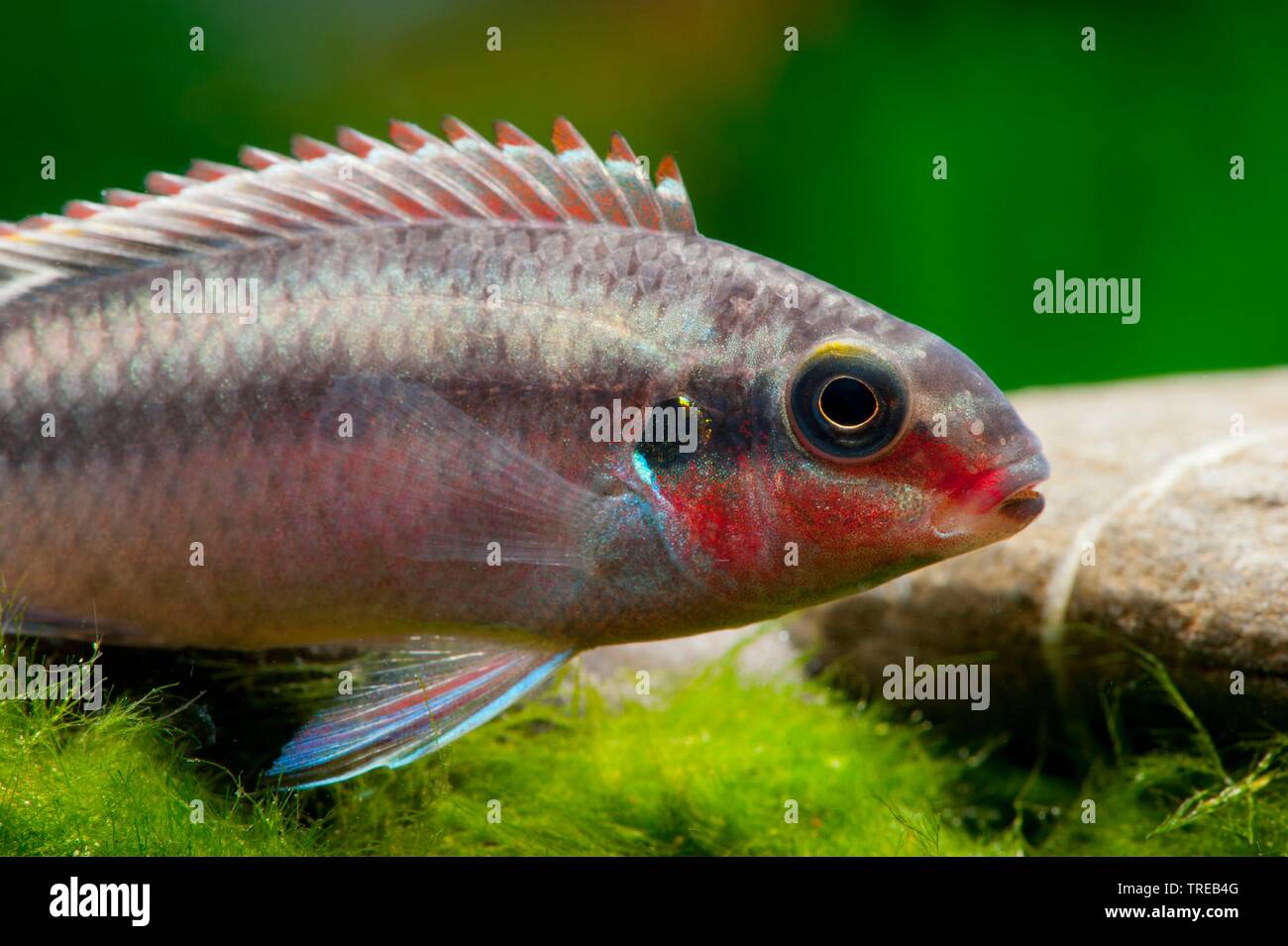 Rainbow Cichlid, kribensis, Purple cichlid, Dwarf rainbow cichlid, Common krib (Pelvicachromis pulcher, Pelmatochromis pulcher) Stock Photo