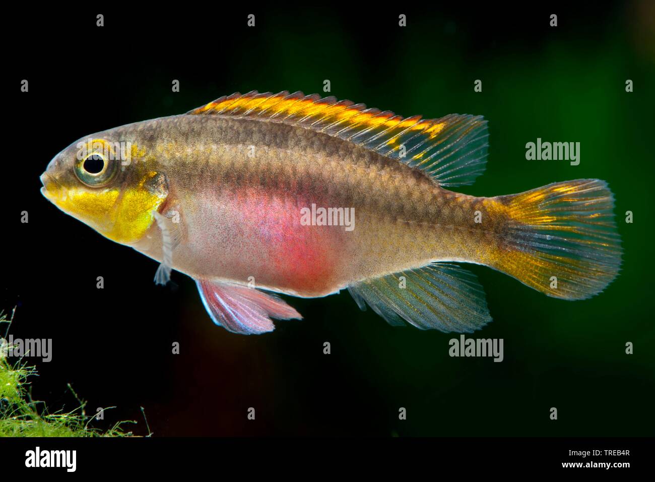Rainbow Cichlid, kribensis, Purple cichlid, Dwarf rainbow cichlid, Common krib (Pelvicachromis pulcher, Pelmatochromis pulcher), swimming, side view Stock Photo