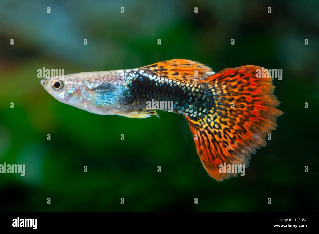 Guppy Poecilia Reticulata Lebistes Reticulatus Lebistes Reticulata Breeding Form Cobra Tuxedo Stock Photo Alamy