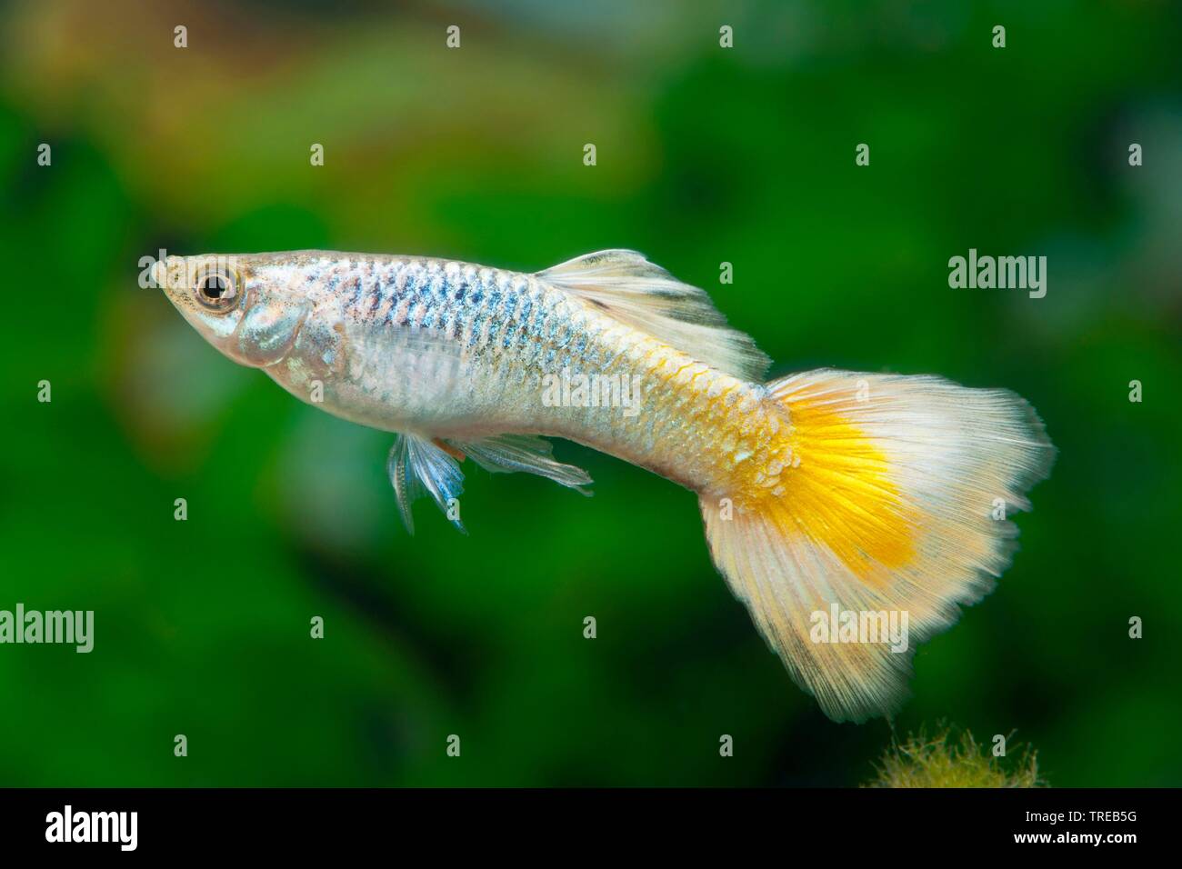Guppy Fish Yellow Stock Photos Guppy Fish Yellow Stock Images
