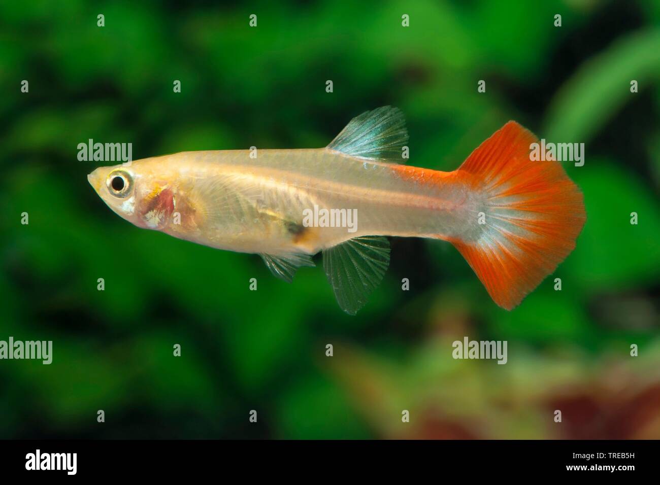 Bær bind angre guppy (Poecilia reticulata, Lebistes reticulatus, Lebistes reticulata),  breeding form Goldred Tuxedo Stock Photo - Alamy