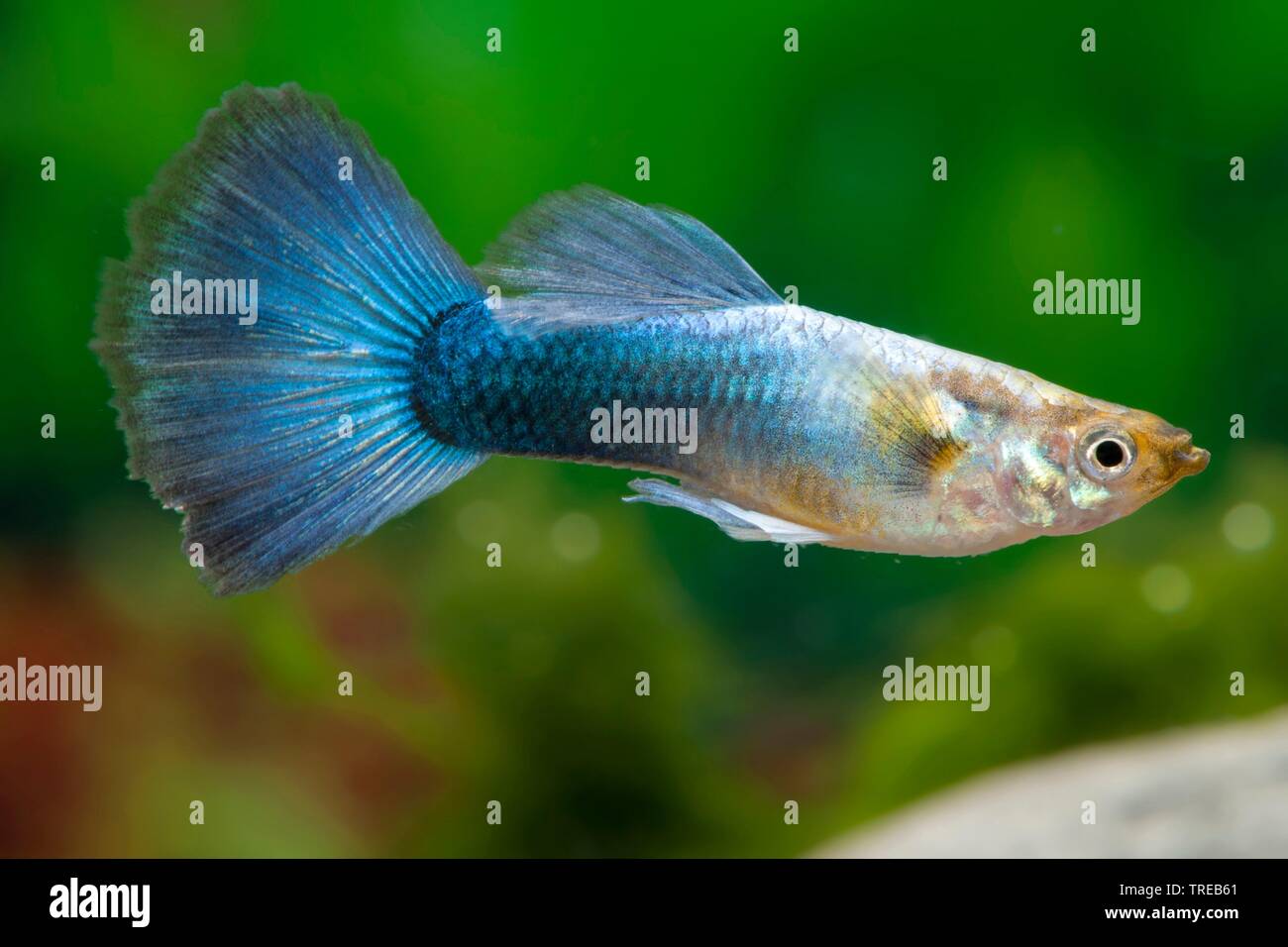 guppy (Poecilia reticulata, Lebistes reticulatus, Lebistes reticulata), breeding form Moscow Blue, male Stock Photo
