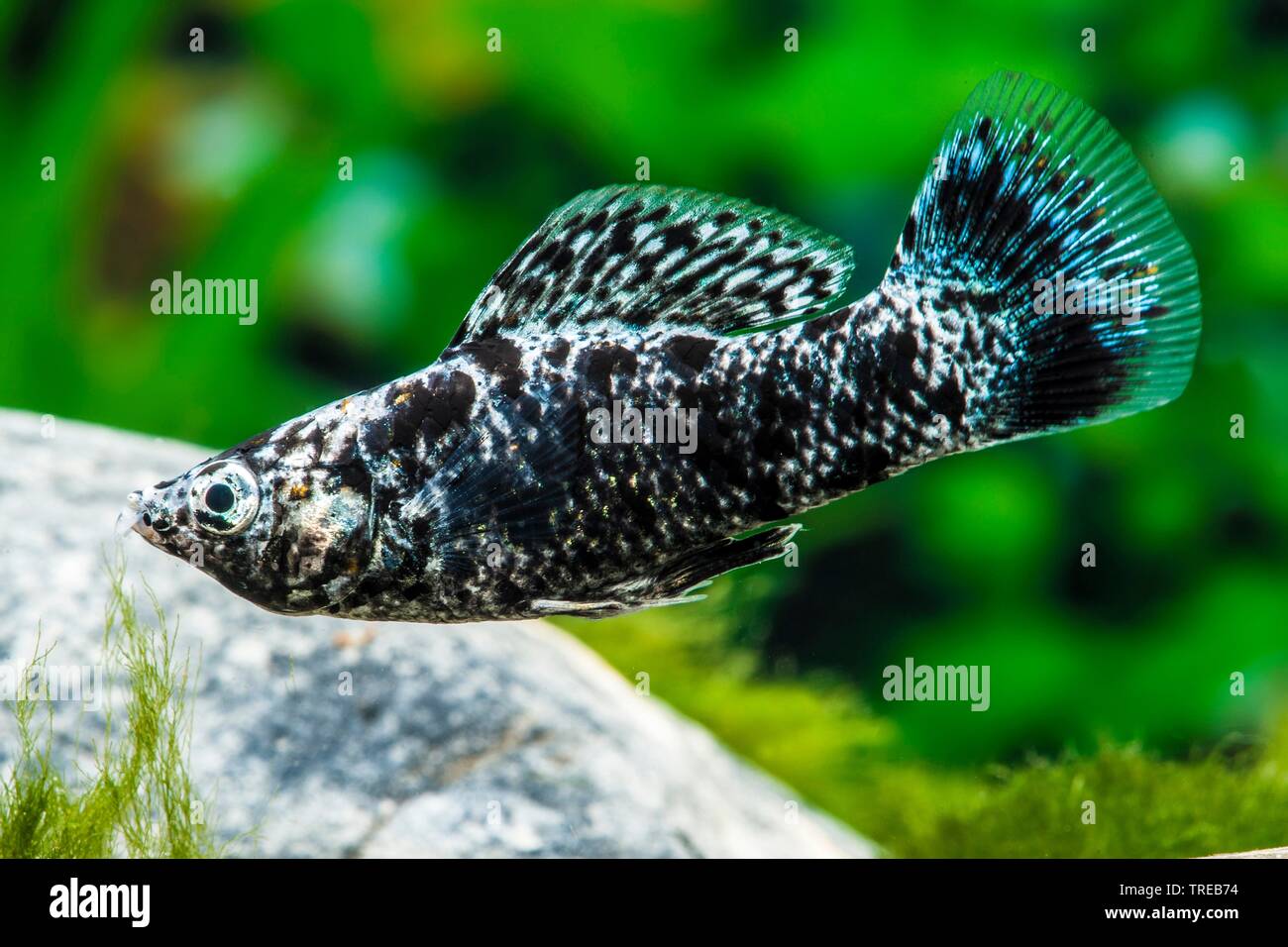 Mexican Molly, Marbled molly, Liberty Molly (Poecilia sphenops, Mollienesia sphenops), swimming, side view Stock Photo