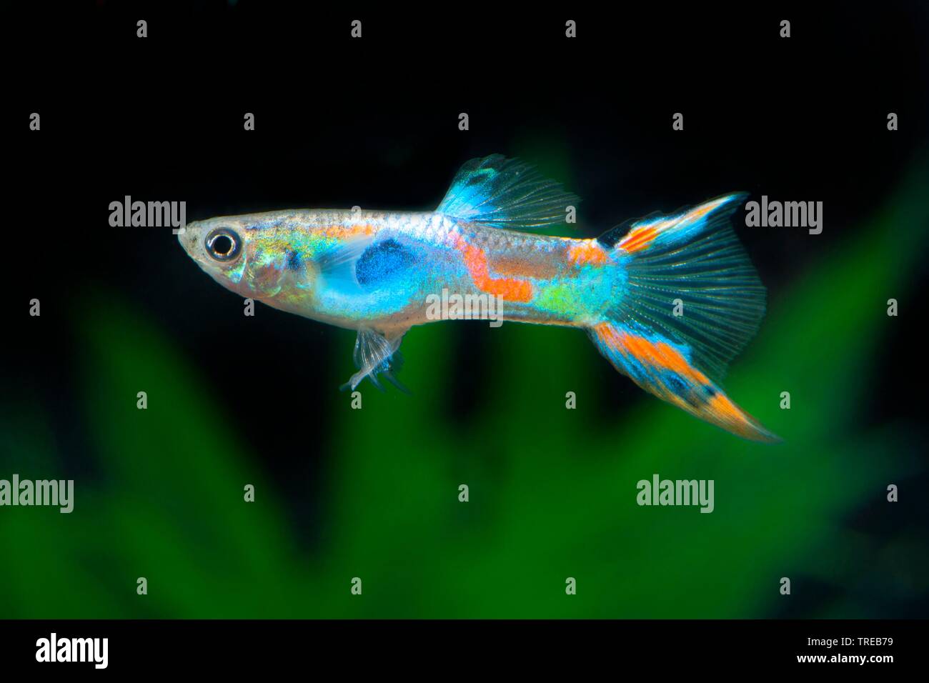 Endler's guppy, Endler's livebearer, Dovermolly (Poecilia wingei