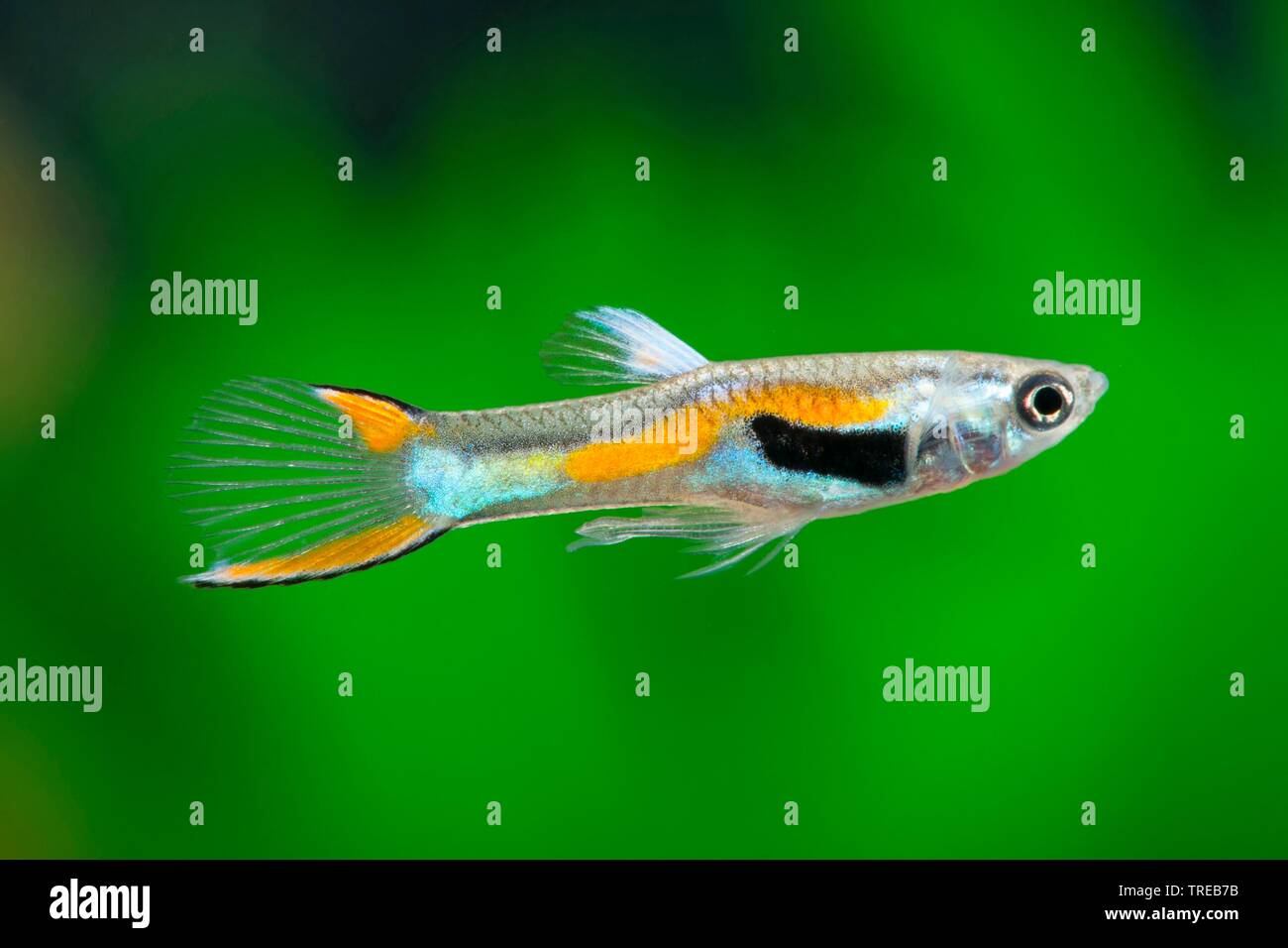 Livebearer hi-res stock photography and images - Alamy