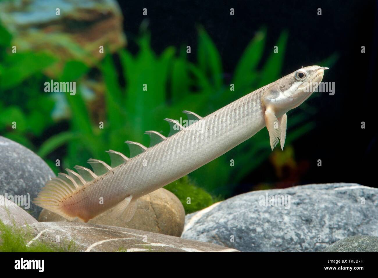 Senegal bichir, Nigeria Polypterus (Polypterus senegalus), swimming, side view Stock Photo