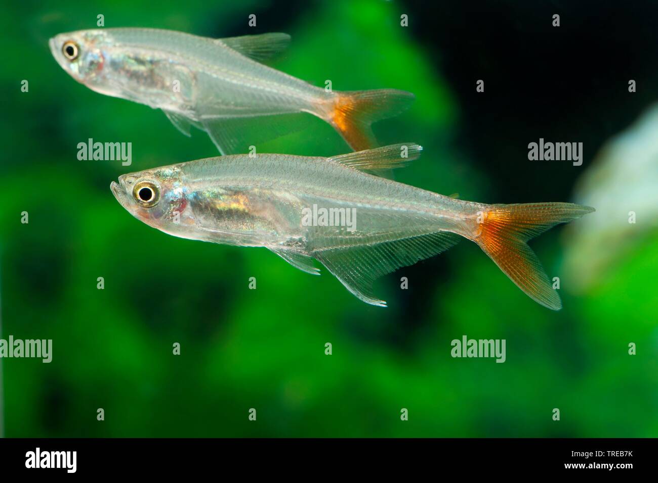 Glass bloodfin, Redfin glass-Tetra (Prionobrama filigera), swimming, side view Stock Photo