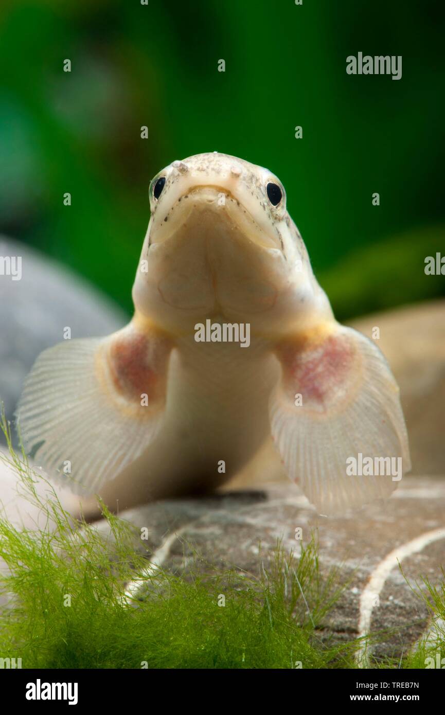 Senegal bichir, Nigeria Polypterus (Polypterus senegalus), swimming, front view Stock Photo