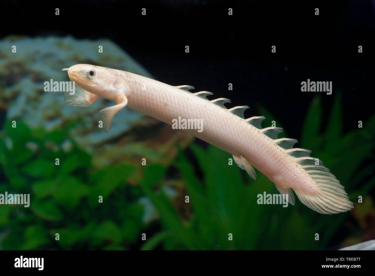 Senegal bichir, Nigeria Polypterus (Polypterus senegalus), swimming young fish, side view Stock Photo