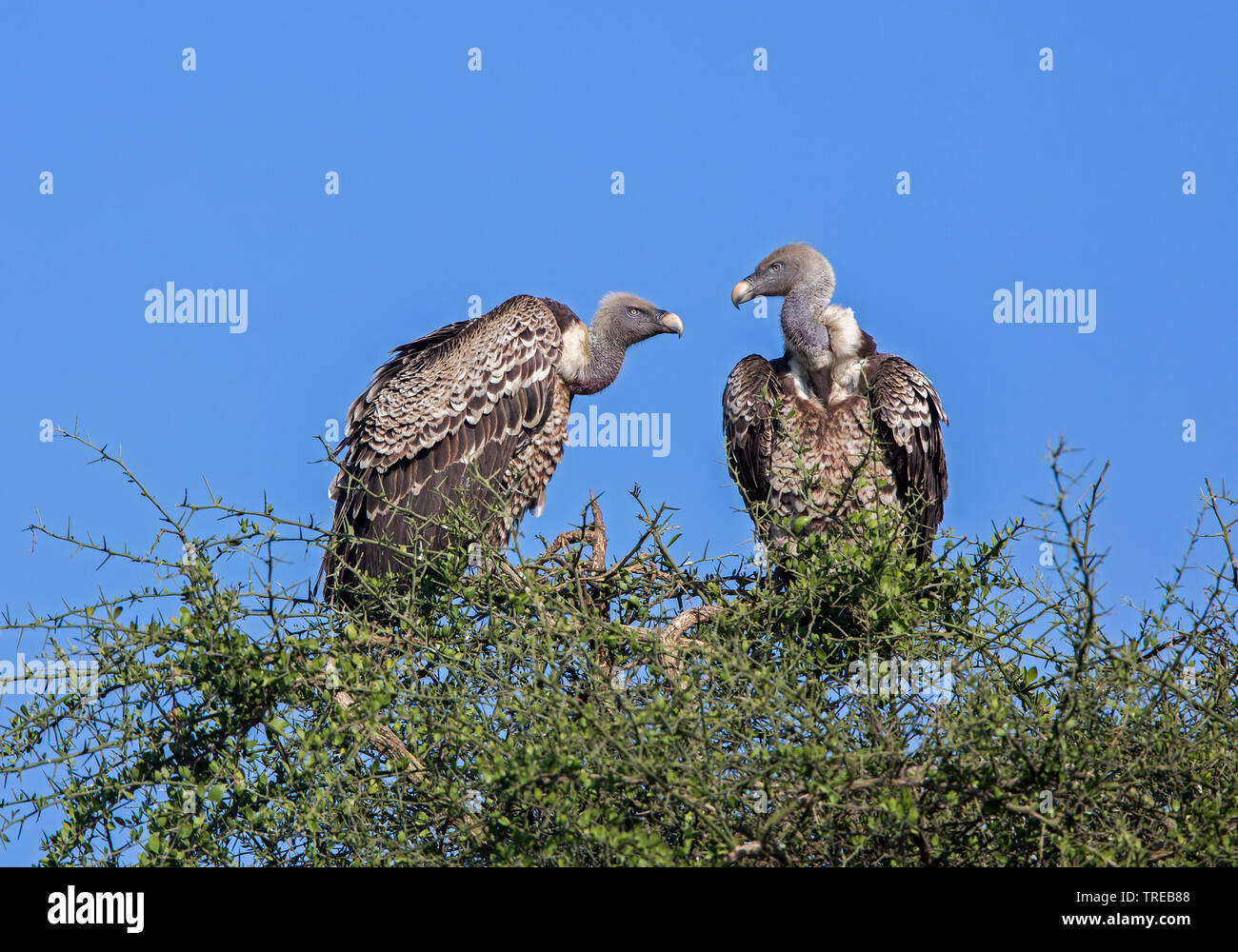 Rueppells griffons hi-res stock photography and images - Alamy