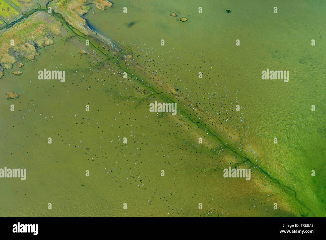 aerial view of a flock of birds flying over shallow water, Germany, Schleswig-Holstein, Northern Frisia Stock Photo