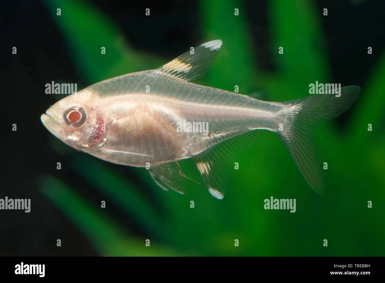 X-ray tetra, X-ray fish, pristella (Pristella maxillaris, Pristella riddlei), breeding form Albino Stock Photo