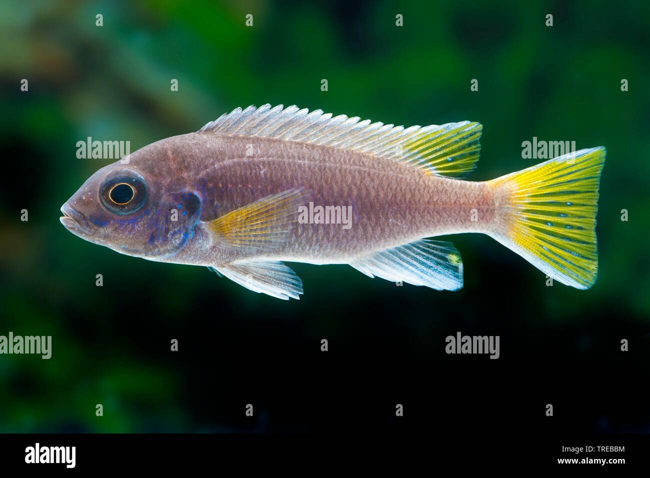 Pseudotropheus acei hi-res stock photography and images - Alamy