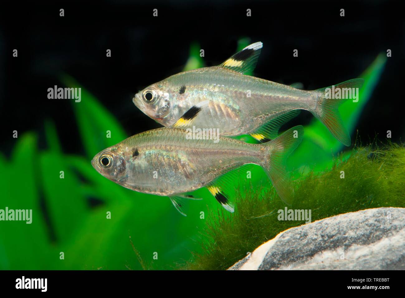 X-ray tetra, X-ray fish, pristella (Pristella maxillaris, Pristella riddlei), swimming, side view Stock Photo