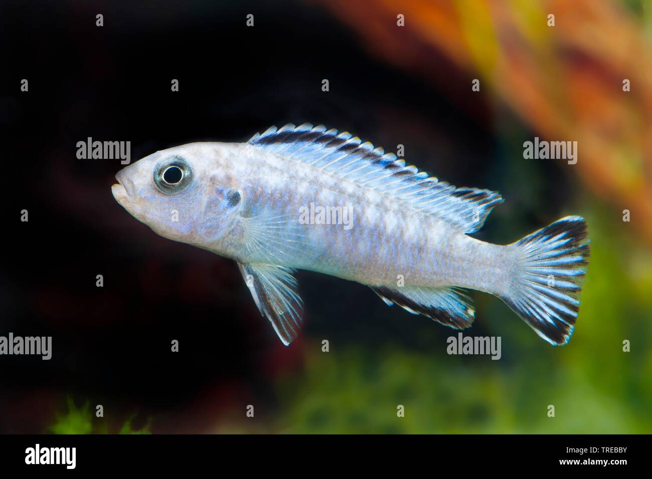 Demasoni Malawi-Cichlid (Chindongo demasoni, Pseudotropheus demasoni), swimming, side view Stock Photo